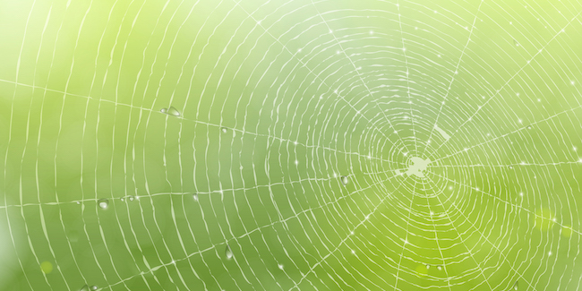 The Spider’s Guide To Leadership
